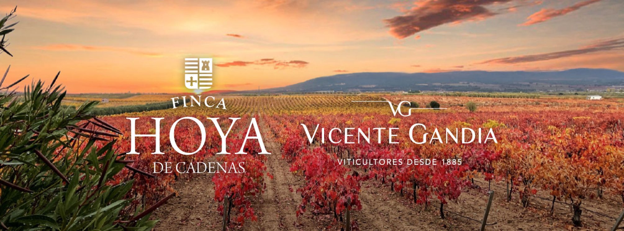 Visita Bodega y Cata de Vinos - Finca Hoya de Cadenas